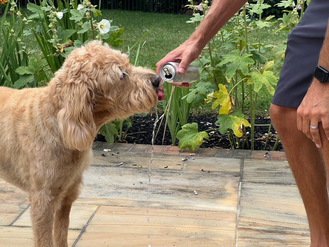 The Evolution of Dogs Drinking Water: Why Running Water is Preferred